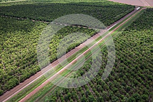 View of sandalwood plantation in the Ord River Irrigation scheme at Kununurra in the Kimberley