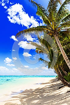 View of the sandy beach, Cook Islands, South Pacific. Copy space for text. Vertical
