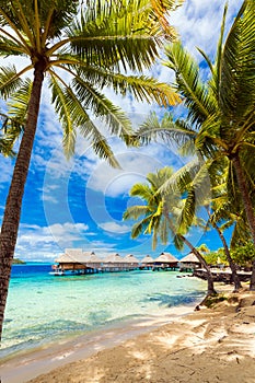 View of the sandy beach with palm trees, Bora Bora, French Polynesia. Vertical