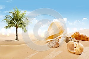 View of sandy beach with shells and palm tree