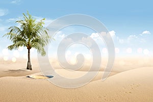 View of sandy beach with shells and palm tree