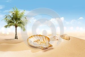 View of sandy beach with shells and palm tree