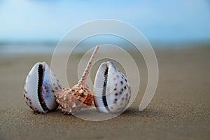 View of the sandy beach. Shells in the sand. Travel and tourism concept. Soft focus.