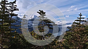 View of Saskatchewan Glacier through the branches of coniferous trees on Parker Ridge in Banff National Park, Canada.