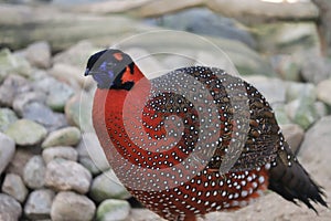 View of satyr tragopan Tragopan satyra pheasant