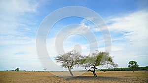 The view in savana Bekol in national park in  Banyuwangi, Indonesia