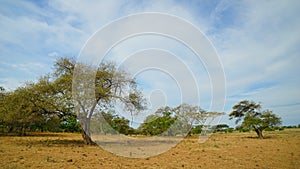 The view in savana Bekol in national park in  Banyuwangi, Indonesia