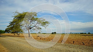 The view in savana Bekol in national park in  Banyuwangi, Indonesia