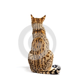 View of a Savannah F1 cat from behind looking backwards