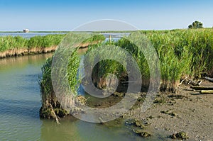 View of the Scardovari lagoon, Po& x27; river delta, Adriatic sea, It