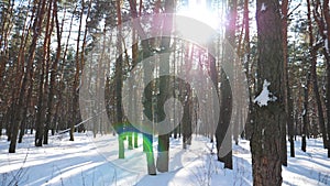 View on scenic pine forest covered with white snow. Bright sunlight shining through high trunks of trees and