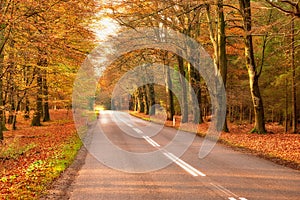 View of a scenic road and trees in a forest leading to a secluded area during autumn. Woodland surrounding an empty