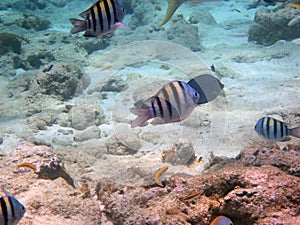 View of a school of stripy fish