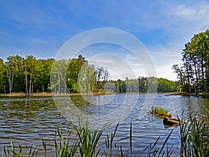 View of Schweingarten Lake in Serrahn Forest in MÃ¼ritz National Park in Mecklenburg-Western Pomerania, Germany