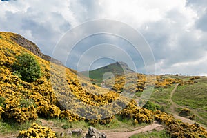 View of Scottish mountains with yellow flowers