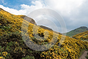 View of Scottish mountains with yellow flowers