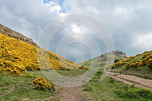 View of Scottish mountains with yellow flowers