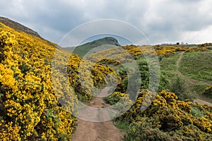 View of Scottish mountains with yellow flowers