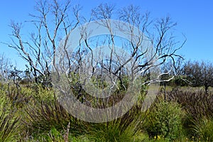 A view of scrubby grassland at Kanangra Walls