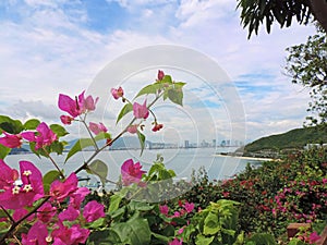 View of the sea bay from above and a branch of blooming bougainvillea