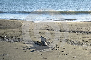 View of the sea beach with gray wooden trunk