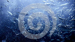 View from the sea bottom on fish being fed with special food, plankton and meat remains in zoo aquarium. Abstract underwater