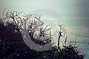 View of Sea Branches, Overlooking Foggy Pacific Ocean View