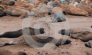 View of sea elephants in beach