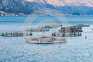 View of sea fish farm cages and fishing nets, farming dorado, sea bream and sea bass, feeding the fish a forage, with marine