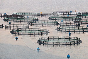 View of sea fish farm cages and fishing nets, farming dorado, sea bream and sea bass, process of feeding the fish a forage, with