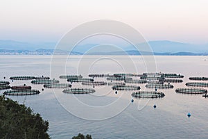 View of sea fish farm cages and fishing nets, farming dorado, sea bream and sea bass, process of feeding the fish a forage, with