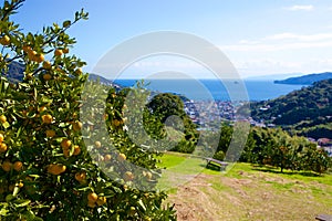 View of the sea from Izu mandarin garden in Japan.