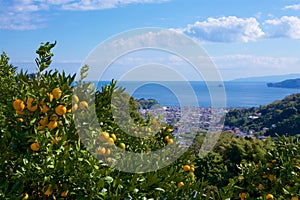 View of the sea from Izu mandarin garden in Japan.