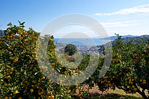 View of the sea from Izu mandarin garden in Japan.