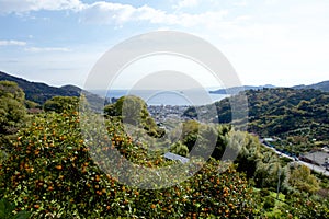 View of the sea from Izu mandarin garden in Japan.