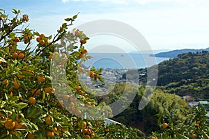 View of the sea from Izu mandarin garden in Japan.