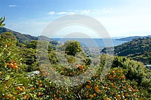 View of the sea from Izu mandarin garden in Japan.