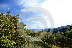 View of the sea from Izu mandarin garden in Japan.