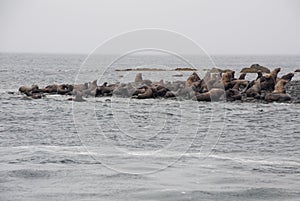 View Of Sea Lions Resting On Beach At Coast