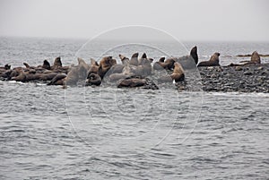 View Of Sea Lions Resting On Beach At Coast