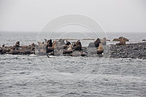 View Of Sea Lions Resting On Beach At Coast