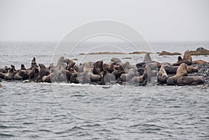 View Of Sea Lions Resting On Beach At Coast