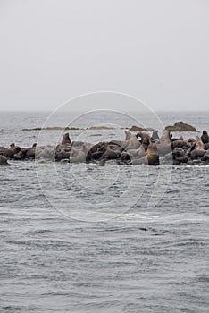 View Of Sea Lions Resting On Beach At Coast