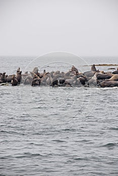 View Of Sea Lions Resting On Beach At Coast