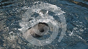 View of the Sea otters play in the water. Cute furry sea otter family, two marine mammal, adorable cuddly wild aquatic