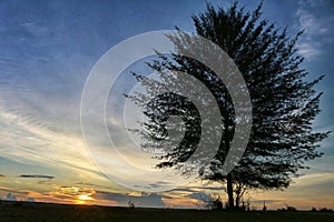 The view of sea pine trees that grow singly on the beach looks beautiful, perfect because the sunset comes