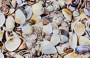 View of sea shells