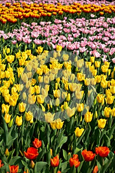 The view of the sea of tulips in the garden with sunlight.