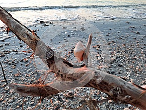 View of sea waves breaking beach behind tree with seashell