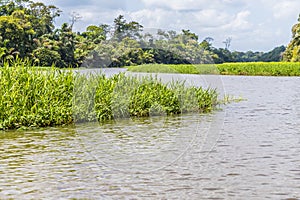 A view of Seagrass beside the Tortuguero River in Costa Rica